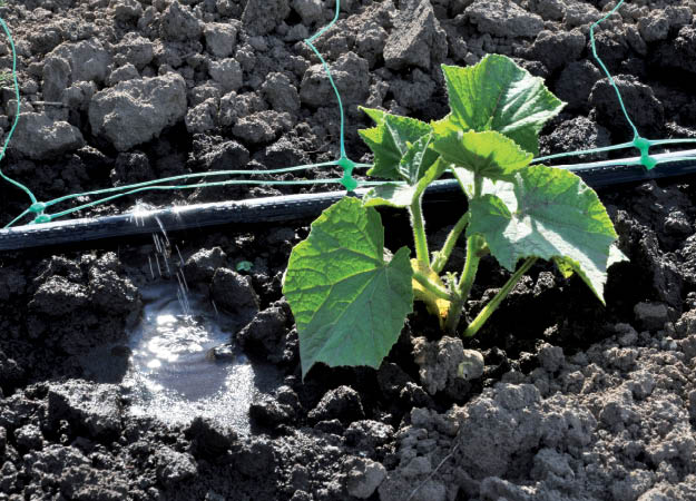 India’s Drip Irrigation Policy